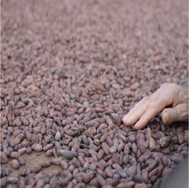 Dried cocoa beans.