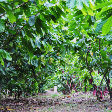 Lush cocoa plantation.