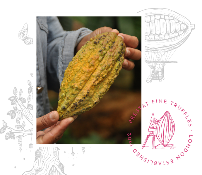 Yellow cocoa pod.