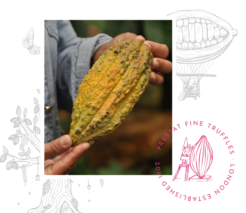 Yellow cocoa pod.